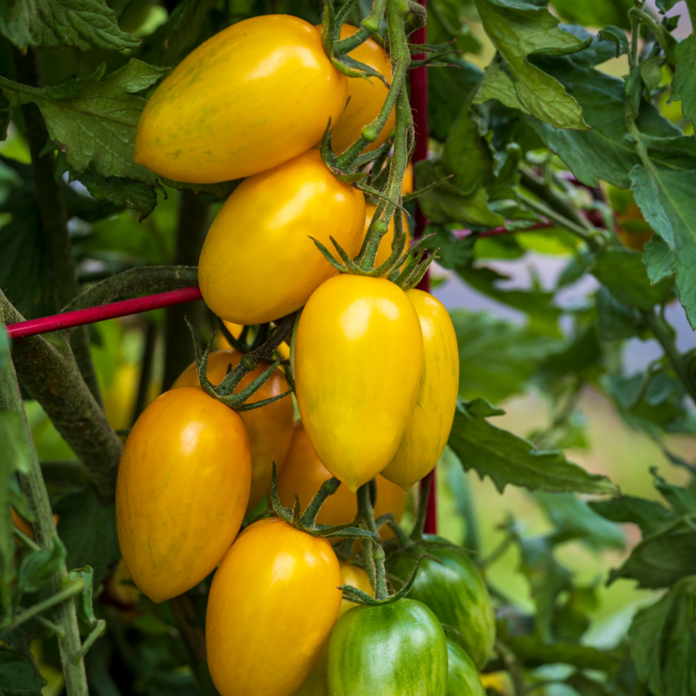 Tomato Bliss